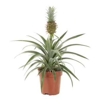 Ananas Comosus Mi Amigo (Zierananas)