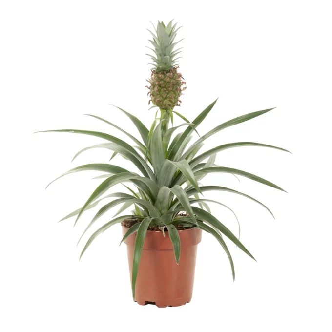 Ananas Comosus Mi Amigo (Zierananas)