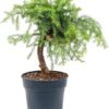 Araucaria Cunninghamii _plantlovers