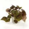 Begonia Green Fever 13_25