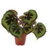 Begonia Masoniana 15_plantlovers_30