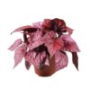Begonia Rex Red Inca Flame_12_plantlovers_20