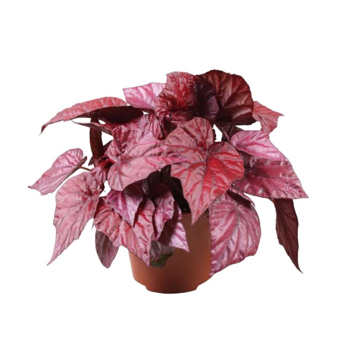 Begonia Rex Red Inca Flame_12_plantlovers_20