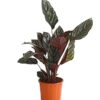 Calathea Ornata Sanderiana (Korbmarante) 15 plantlovers 30