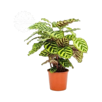 Calathea makoyana Korbmarante 17 zimmerpflanze