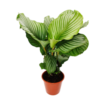 Calathea orbifolia korbmarante 19