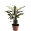 Calathea Majestica White star 12_plantlovers_50