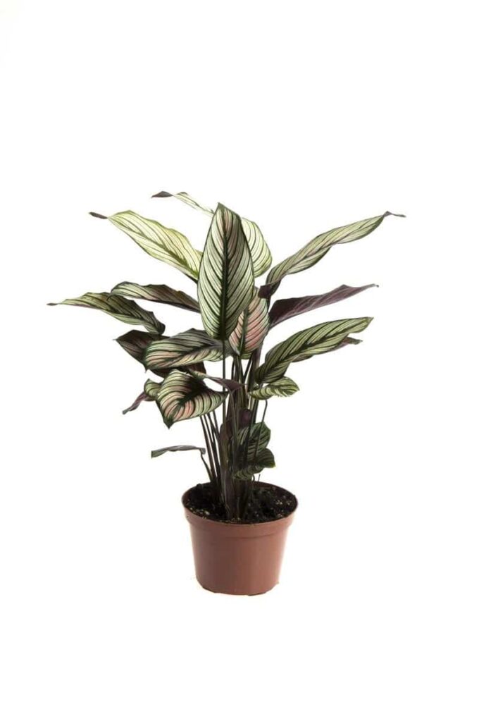 Calathea Majestica White star 12_plantlovers_50