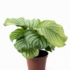 Calathea Orbifolia Korbmarante plantlovers