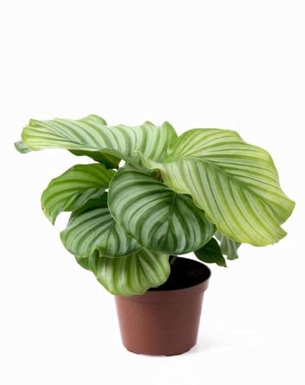 Calathea Orbifolia Korbmarante plantlovers