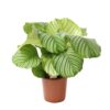 Calathea Orbifolia Korbmarante 17_plantlovers_55
