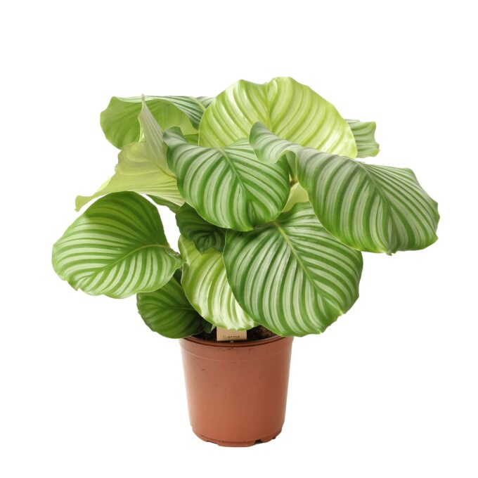 Calathea Orbifolia Korbmarante 17_plantlovers_55