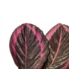 Calathea_Roseoptica_2_plantlovers