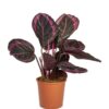 Calathea Roseopicta Dottie