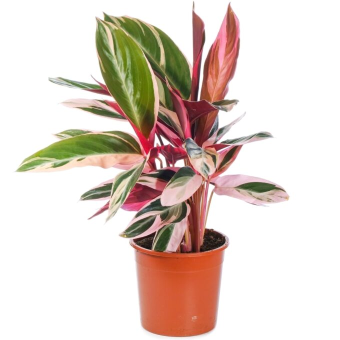 Calathea Triostar Strohmarante Korbmarante