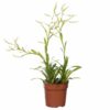 Catopsis Morreniana 12 plantlovers 50