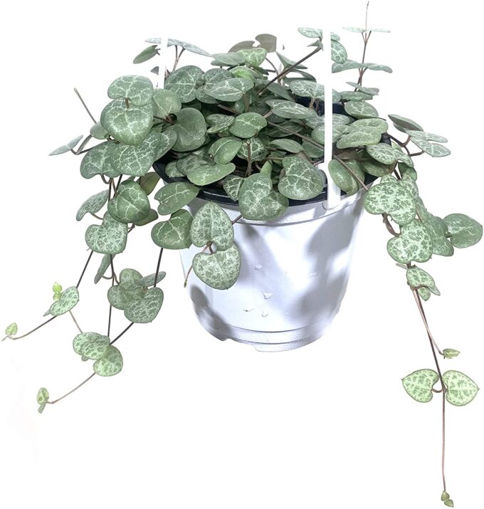 Ceropegia Woodii Leuchterblume 12h_plantlovers