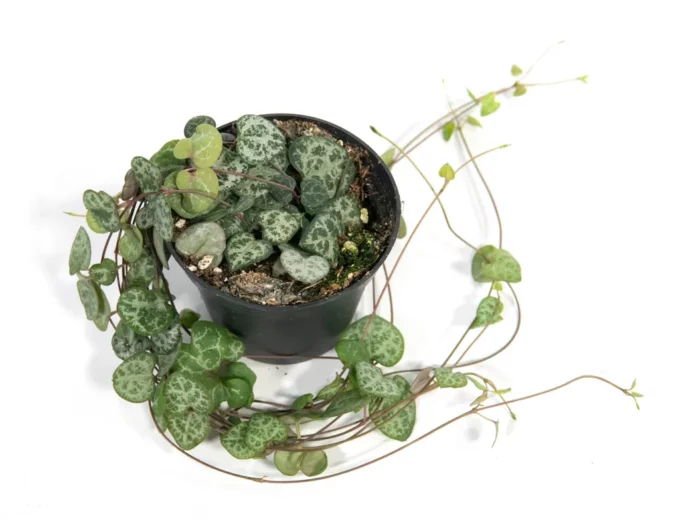 Ceropegia Woodii Leuchterblume plantlovers