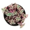 Crassula_Marginalis_12_plantlovers