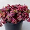 Crassula_Marginalis_12_plantlovers