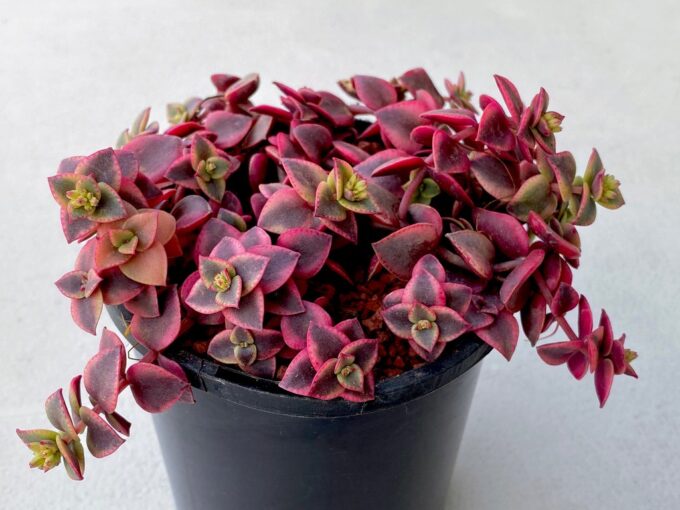 Crassula_Marginalis_12_plantlovers