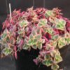 Crassula Marginalis (Dickblatt Marginalis) 15er Topf – Bild 3