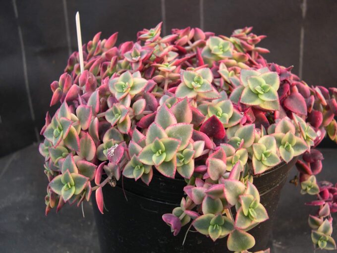 Crassula Marginalis (Dickblatt Marginalis) 15er Topf – Bild 3