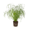 Cyperus Alternifolius Glabor 14_plantlovers_55