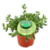 Delosperma Echinatum Pickle_Plant_12_plantlovers