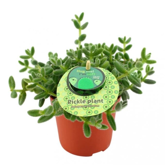 Delosperma Echinatum Pickle_Plant_12_plantlovers
