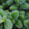 Delosperma_Echinatum_Pickle_Plant_12_plantlovers