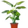 Dieffenbachia Seguine Reflector 17_plantlovers