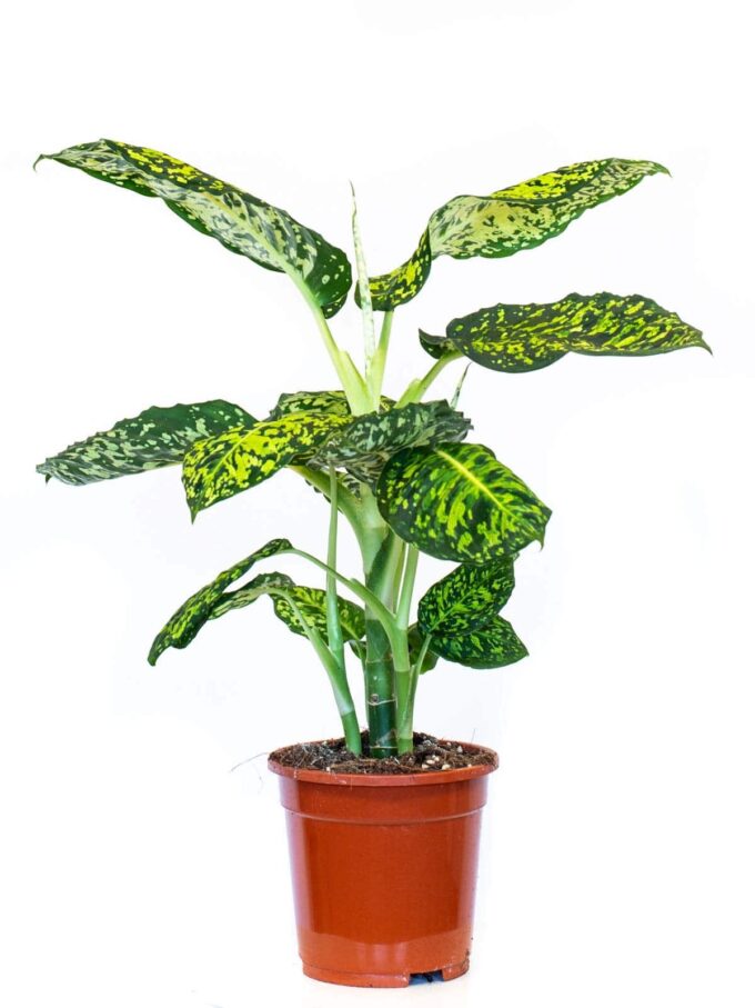 Dieffenbachia Seguine Reflector 17_plantlovers