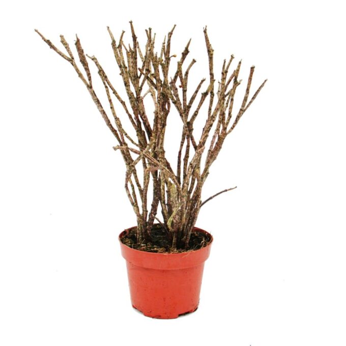 Euphorbia_Platyclada_12_plantlovers