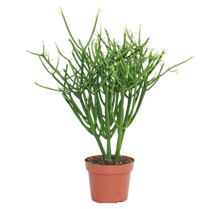 Euphorbia Tirucalli Bleistiftbaum 12_plantlovers