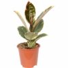 Ficus Elastica Tineke Gummibaum Indischer Kautschukbaum