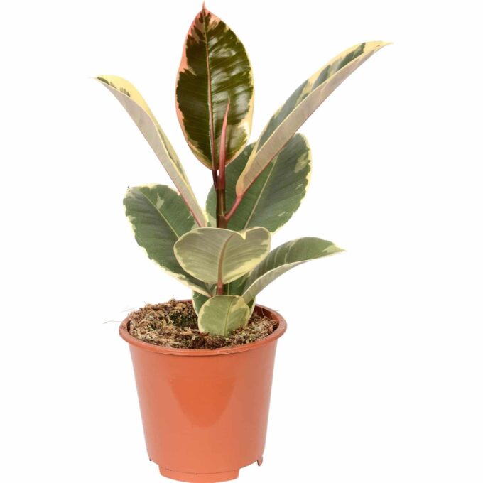 Ficus Elastica Tineke Gummibaum Indischer Kautschukbaum