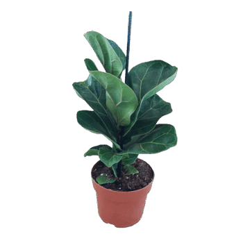 Ficus Lyrata Geigenfeige