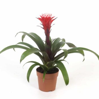 Guzmania Hope plantlovers