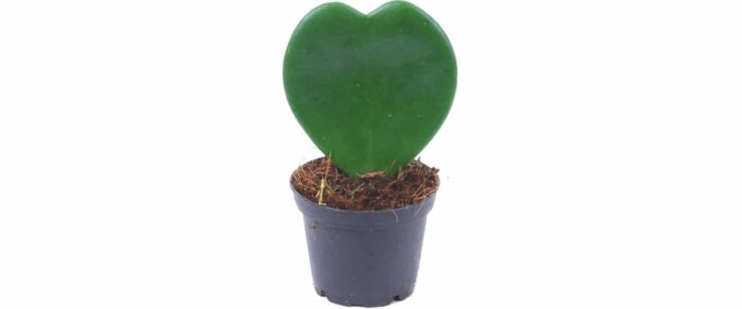 Hoya kerrii Herzblattpflanze