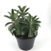 Kalanchoe Kewensis 12_plantlovers