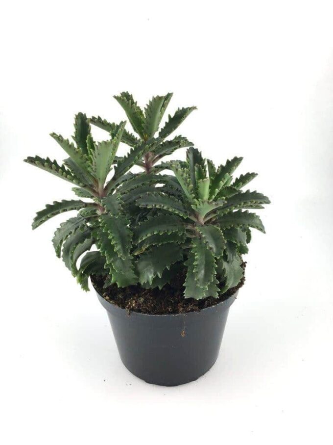 Kalanchoe Kewensis 12_plantlovers