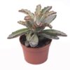 Kalanchoe Tomentosa 9 plantlovers