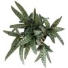 Ledebouria socialis leopard lily plantlovers