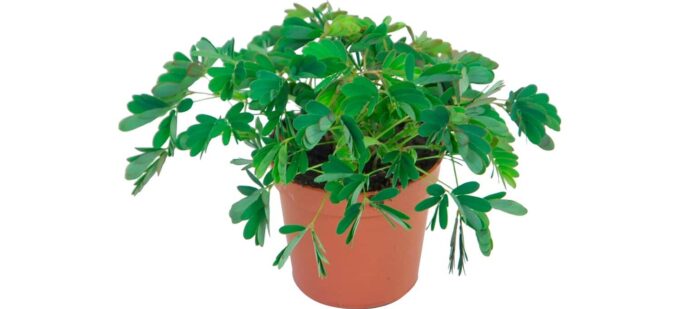 Mimosa Pudica plantlovers