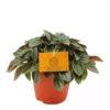 Peperomia Napoli Nights 12_plantlovers_16