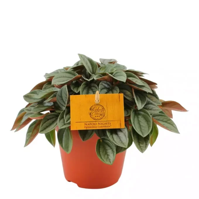 Peperomia Napoli Nights 12_plantlovers_16