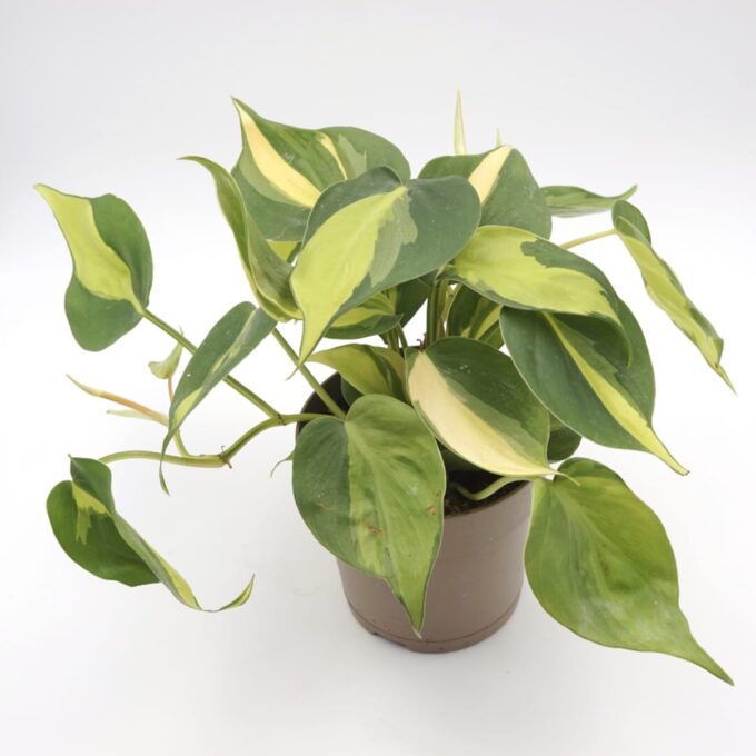 Philodendron Scandens Brasil