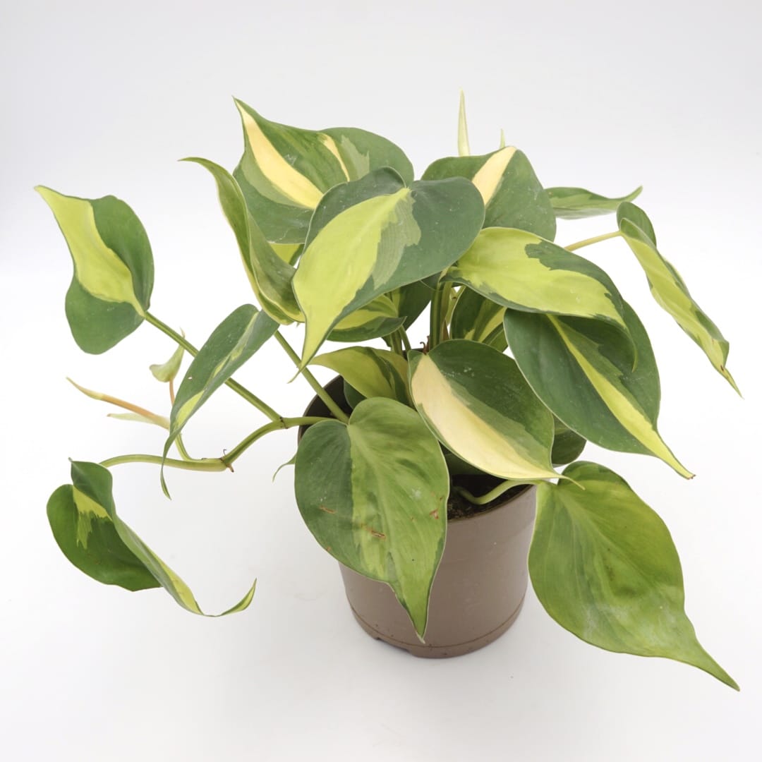 Exotenherz - Philodendron scandens Brasil - Ami des arbres