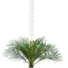 Phoenix Roebelenii Zwer Dattelpalme